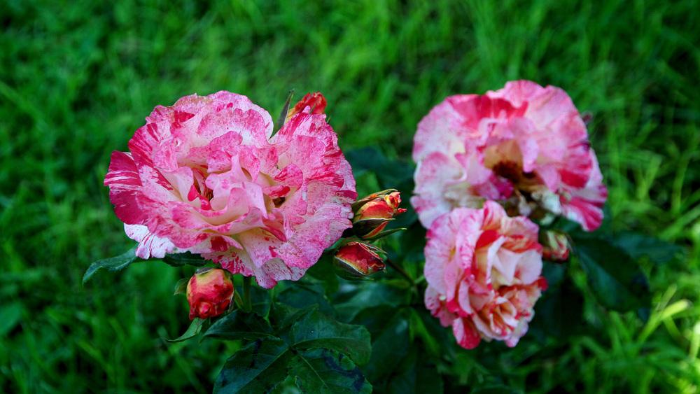 Photo of Rose (Rosa 'Alfred Sisley') uploaded by mafioru