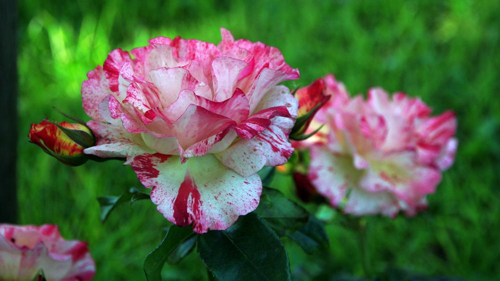 Photo of Rose (Rosa 'Alfred Sisley') uploaded by mafioru