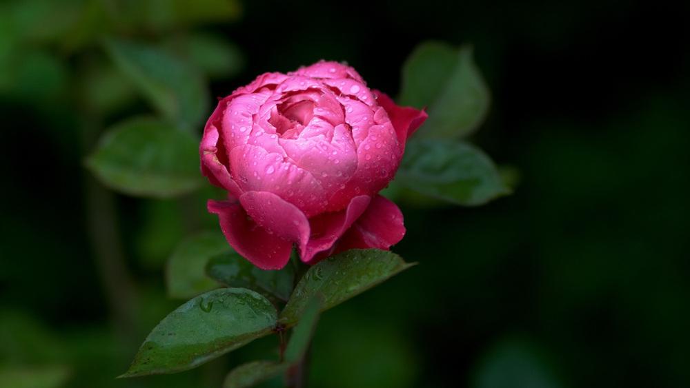 Photo of Rose (Rosa 'Accademia') uploaded by mafioru