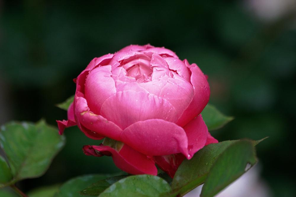 Photo of Rose (Rosa 'Accademia') uploaded by mafioru