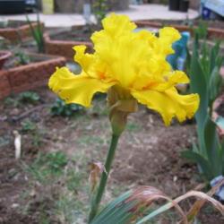 Location: San Diego, CA
Date: 2016-04-09
yet another Space Age iris, beautiful bright yellow