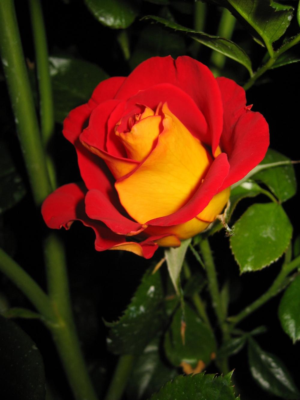 Photo of Floribunda Rose (Rosa 'Ketchup & Mustard') uploaded by olga_batalov