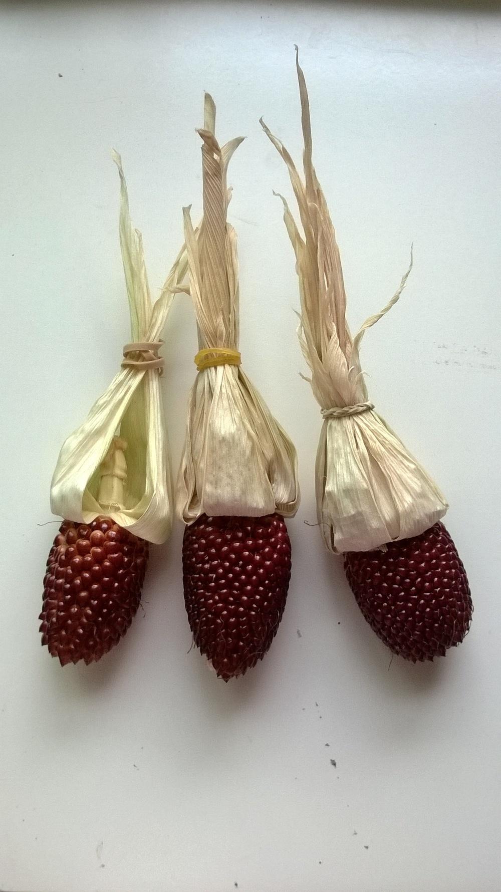 Photo of Popcorn (Zea mays subsp. mays 'Strawberry') uploaded by olga_batalov