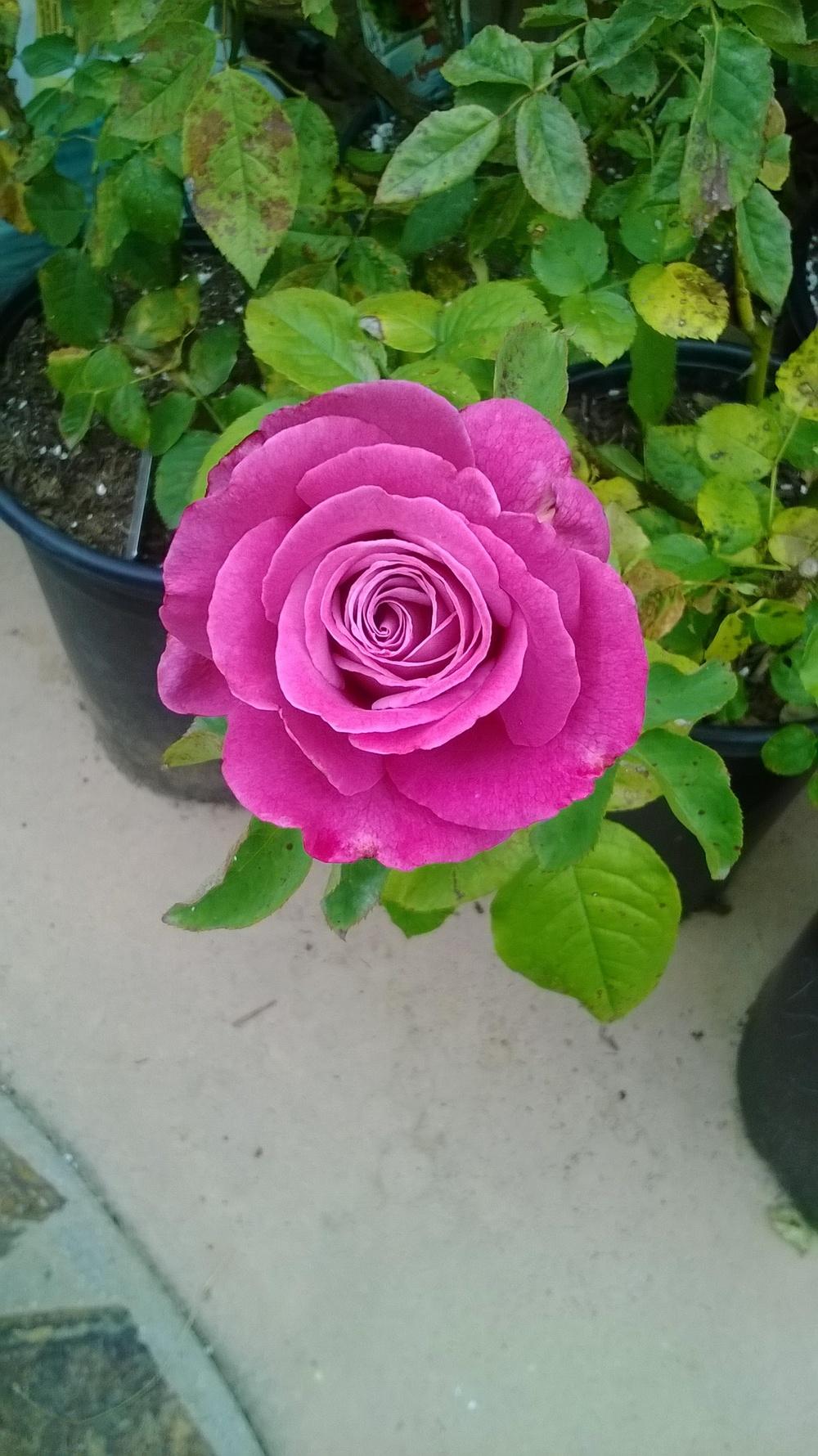 Photo of Rose (Rosa 'Intrigue') uploaded by olga_batalov