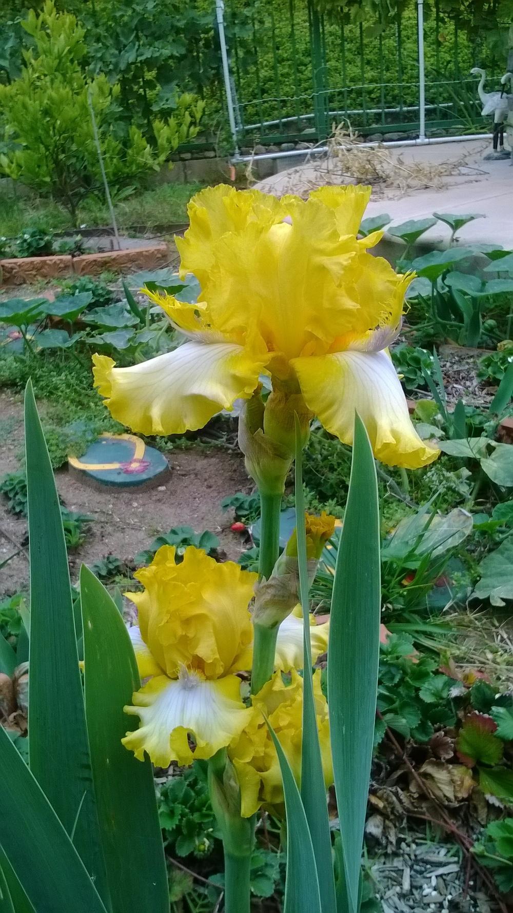 Photo of Tall Bearded Iris (Iris 'Blowtorch') uploaded by olga_batalov