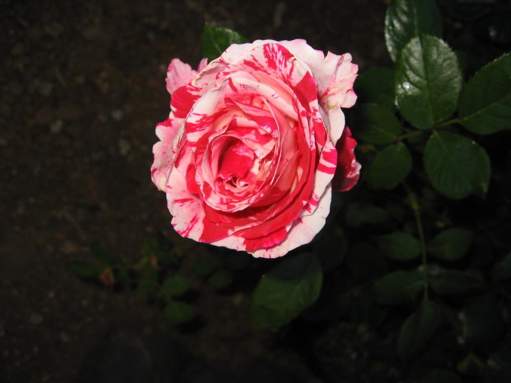 Photo of Rose (Rosa 'Scentimental') uploaded by olga_batalov