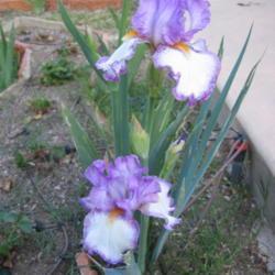 Location: San Diego, CA
Date: 2016-04-03
bearded iris 'Swept Off My Feet' - a reblooming irises (potential