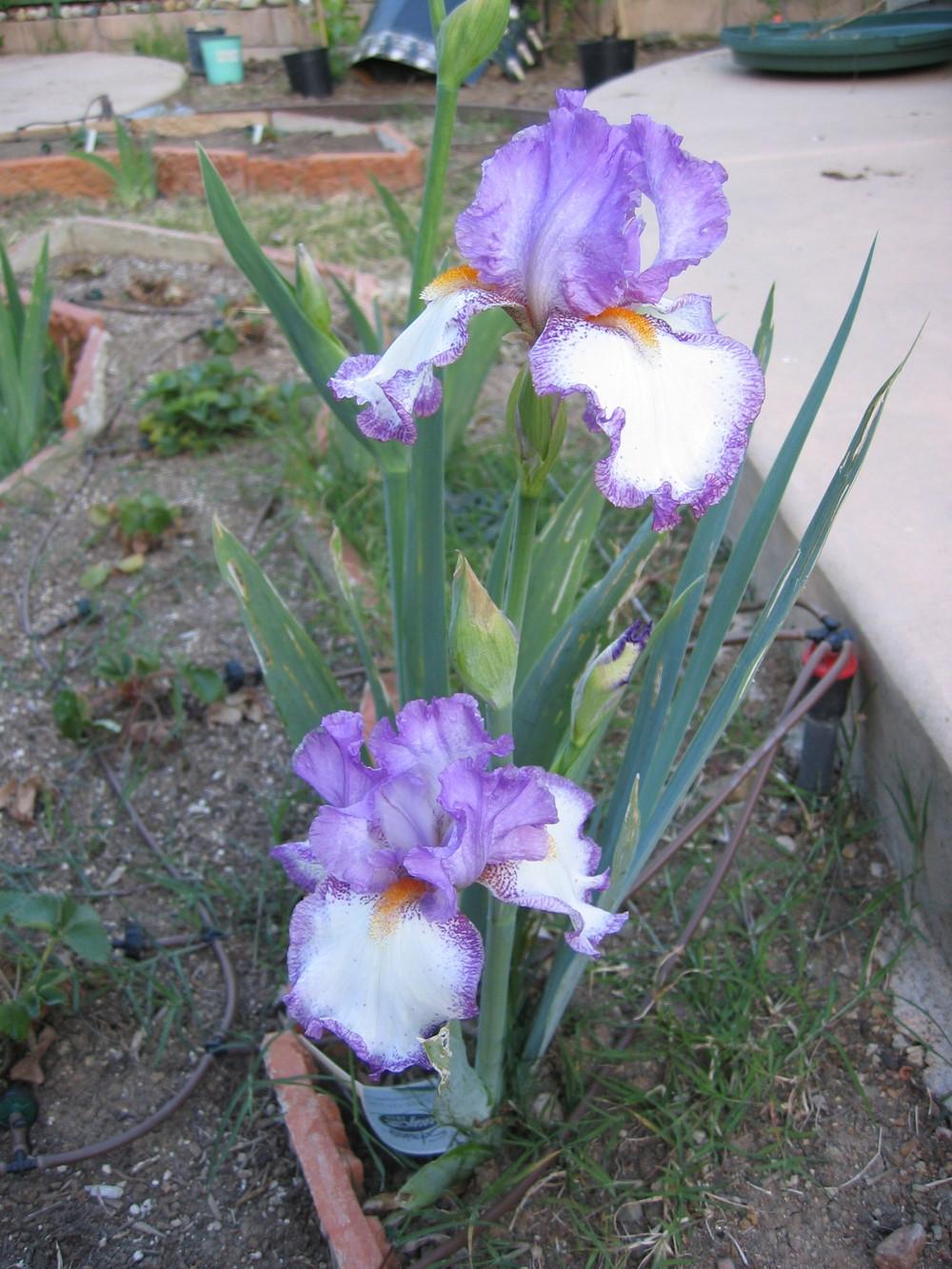 Photo of Tall Bearded Iris (Iris 'Swept Off My Feet') uploaded by olga_batalov