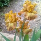 as purchased at April 2017 iris show