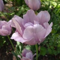Location: My Garden, Ontario, Canada
Date: 2018-06-12
Blue Parrot tulips age to a soft silver lavender.