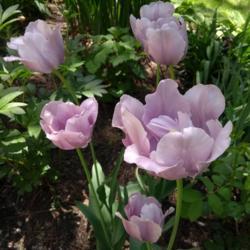 Location: My Garden, Ontario, Canada
Date: 2018-06-12
Blue Parrot tulips bloom late and extend the tulip season.