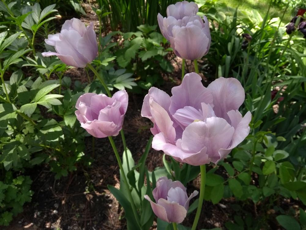 Photo of Parrot Tulip (Tulipa 'Blue Parrot') uploaded by touchofsky