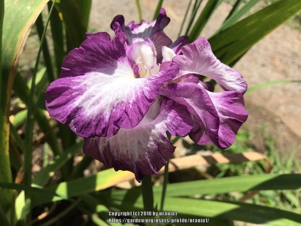 Photo of Japanese Iris (Iris ensata 'Lion King') uploaded by urania1