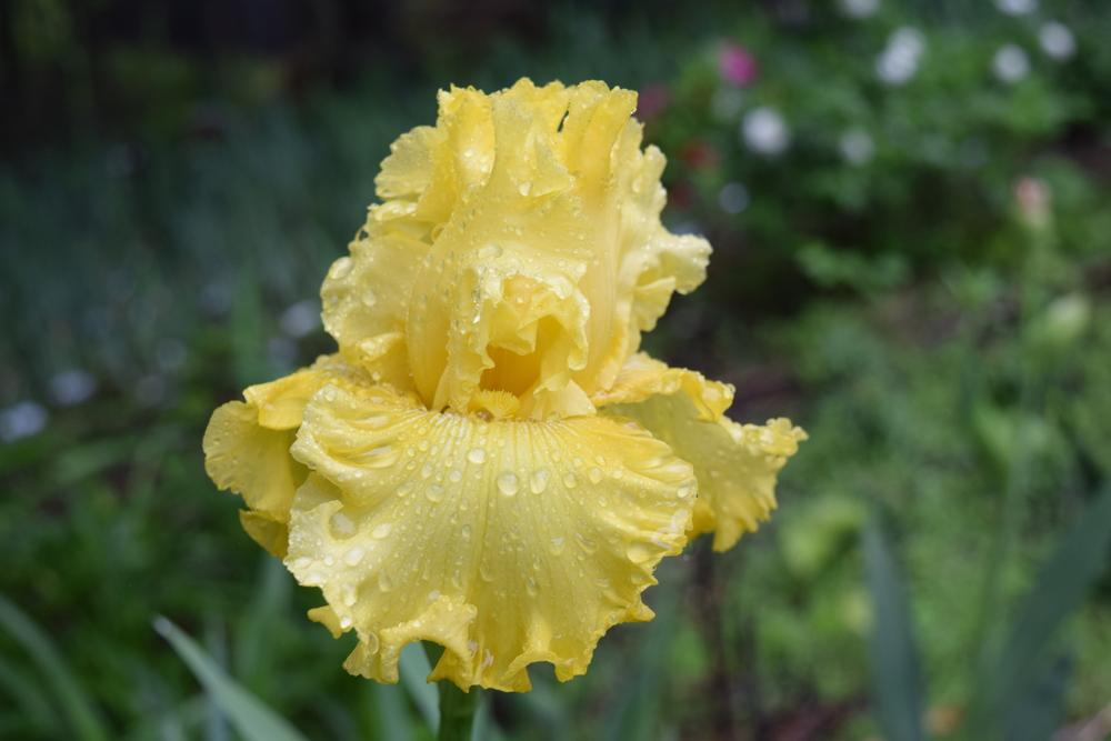 Photo of Tall Bearded Iris (Iris 'Aura of Glamour') uploaded by Dachsylady86