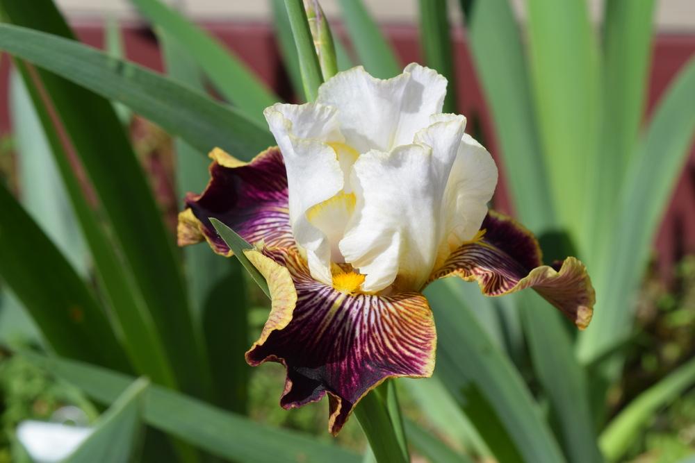 Photo of Tall Bearded Iris (Iris 'Give It Away') uploaded by Dachsylady86