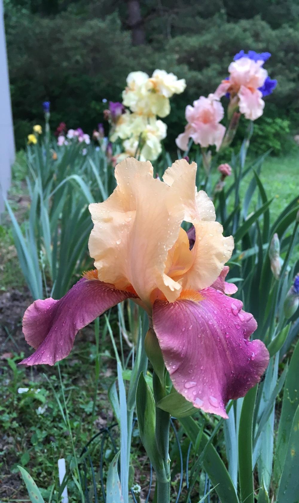 Photo of Tall Bearded Iris (Iris 'Adobe Rose') uploaded by Lbsmitty