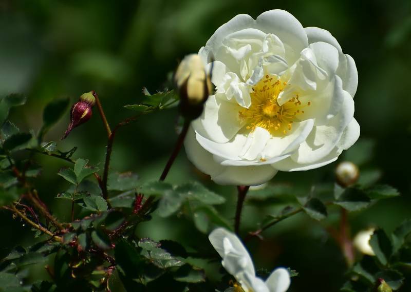 Photo of Species Rose (Rosa spinosissima) uploaded by Orsola