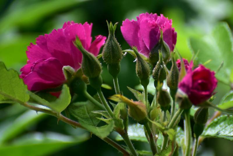 Photo of Rose (Rosa 'F.J. Grootendorst') uploaded by Orsola