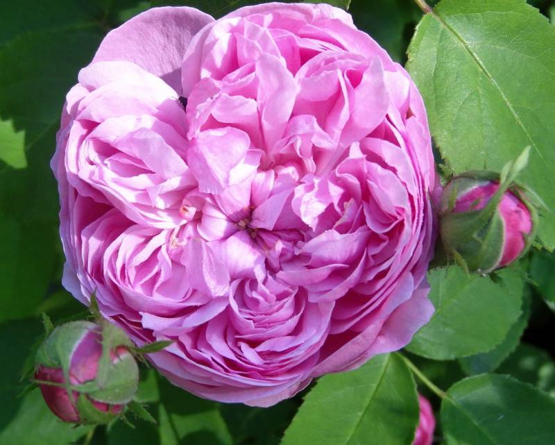 Photo of Damask Rose (Rosa 'Ispahan') uploaded by Orsola