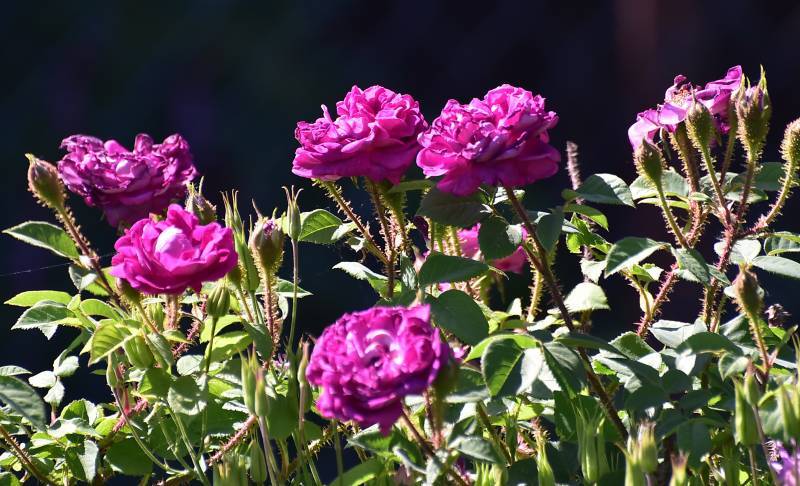 Photo of Moss Rose (Rosa 'William Lobb') uploaded by Orsola