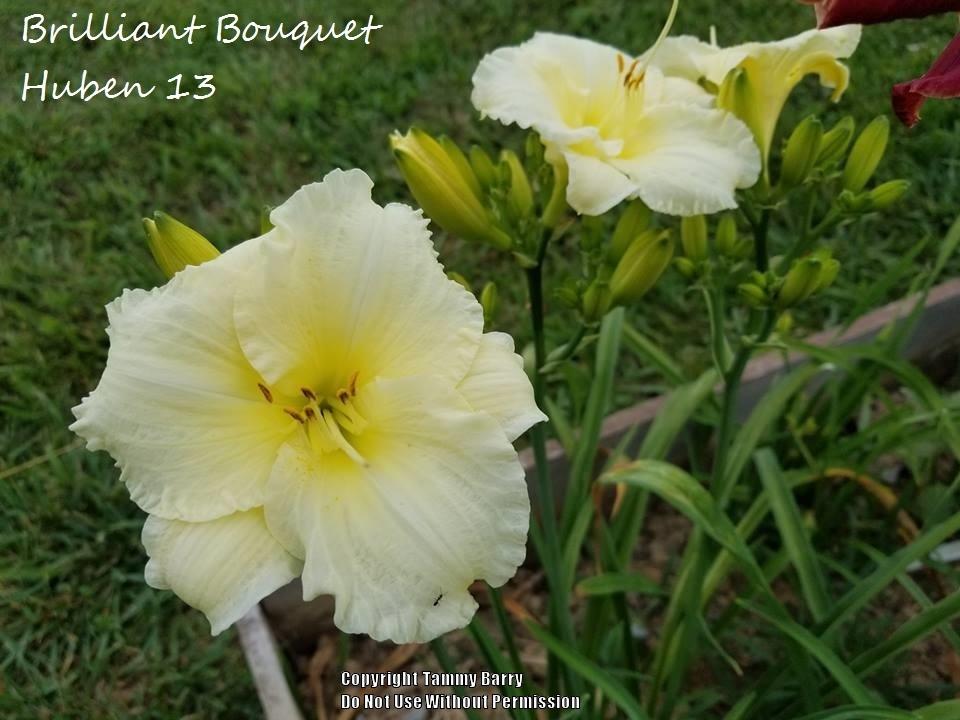 Photo of Daylily (Hemerocallis 'Brilliant Bouquet') uploaded by TammyB