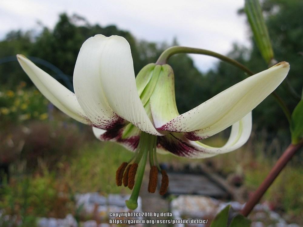 Photo of Lily (Lilium poilanei) uploaded by dellac