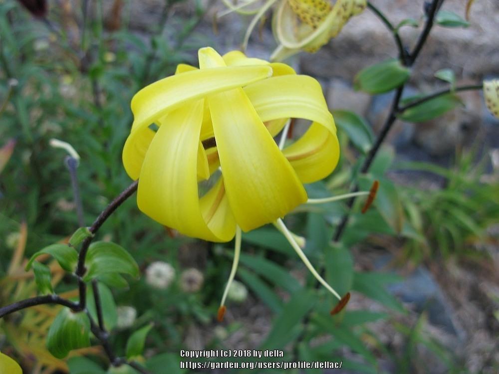 Photo of Tiger Lily (Lilium lancifolium) uploaded by dellac