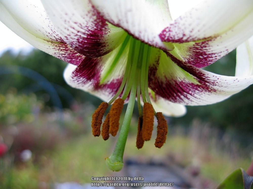 Photo of Lily (Lilium poilanei) uploaded by dellac