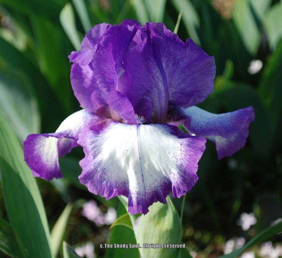 Photo of Tall Bearded Iris (Iris 'Stardust Memories') uploaded by lovemyhouse