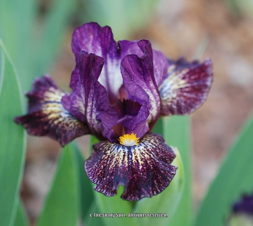 Photo of Standard Dwarf Bearded Iris (Iris 'Lee Park') uploaded by lovemyhouse