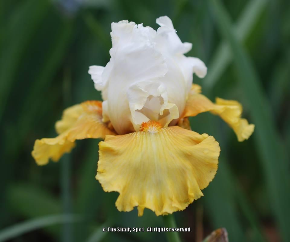 Photo of Tall Bearded Iris (Iris 'Yes') uploaded by lovemyhouse