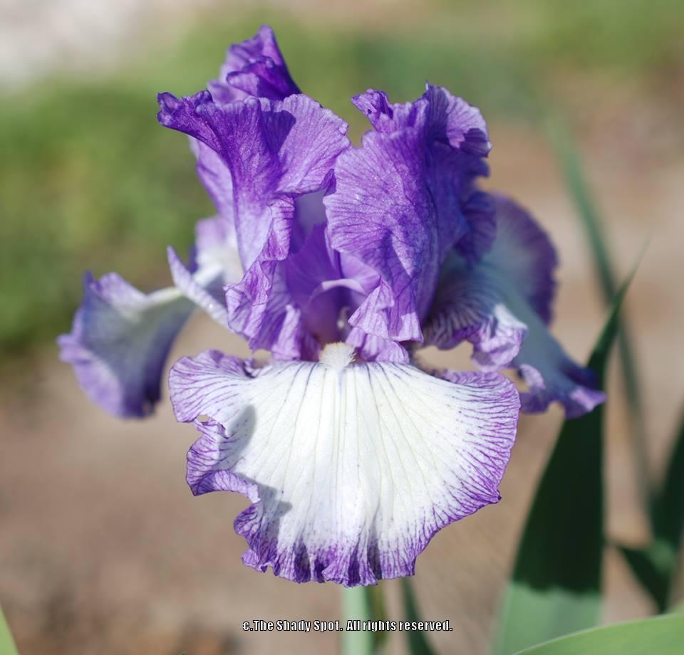 Photo of Tall Bearded Iris (Iris 'Delta Lady') uploaded by lovemyhouse
