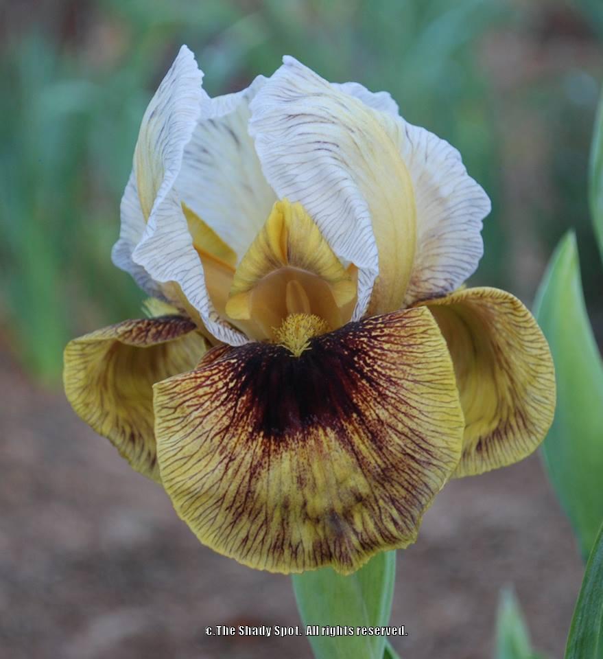 Photo of Arilbred Iris (Iris 'Noble Warrior') uploaded by lovemyhouse