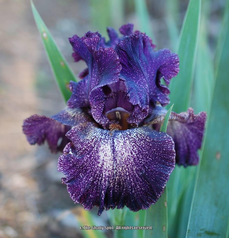 Photo of Tall Bearded Iris (Iris 'Dark Drama') uploaded by lovemyhouse