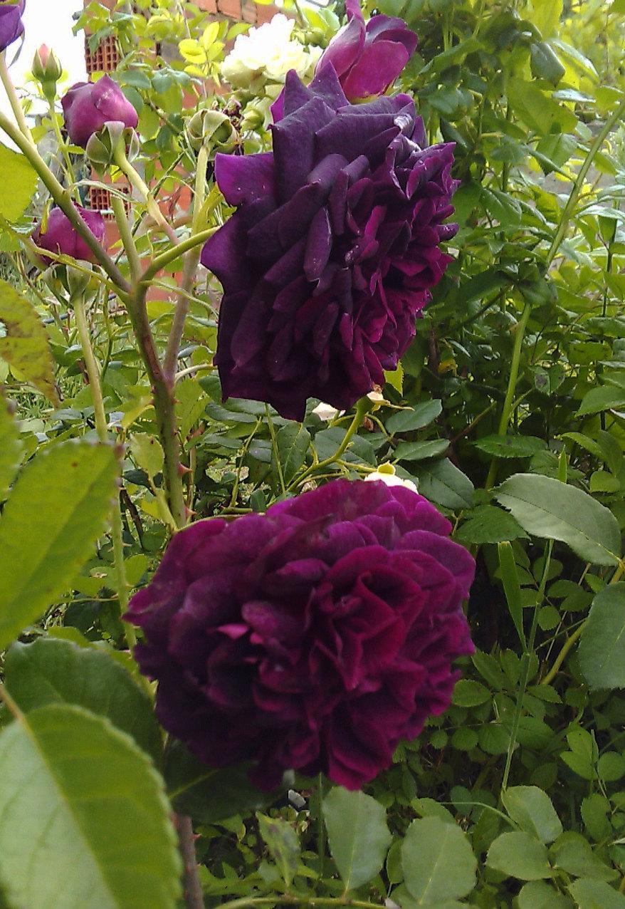 Photo of English Shrub Rose (Rosa 'Munstead Wood') uploaded by manueldalmeida