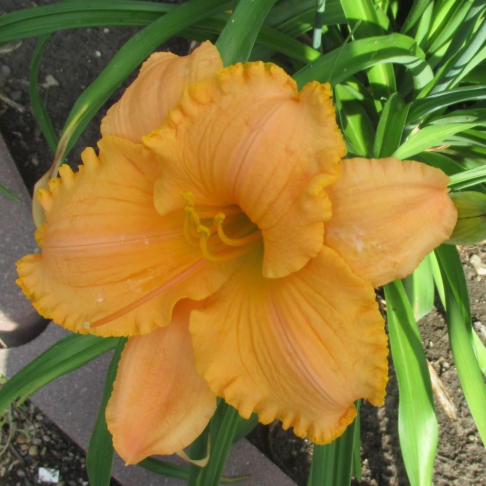 Photo of Daylily (Hemerocallis 'Pure and Simple') uploaded by stilldew