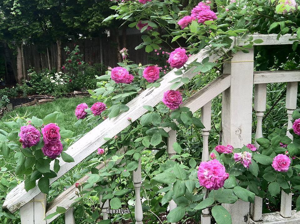 Photo of Rose (Rosa 'Reine des Violettes') uploaded by AquaEyes