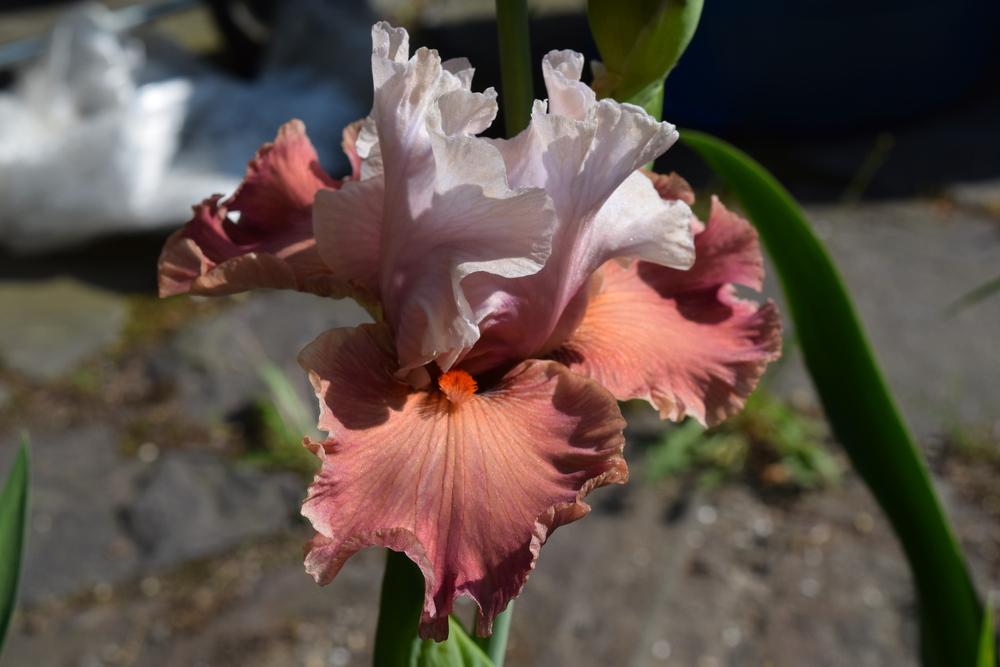 Photo of Tall Bearded Iris (Iris 'Sherbet Bomb') uploaded by Dachsylady86