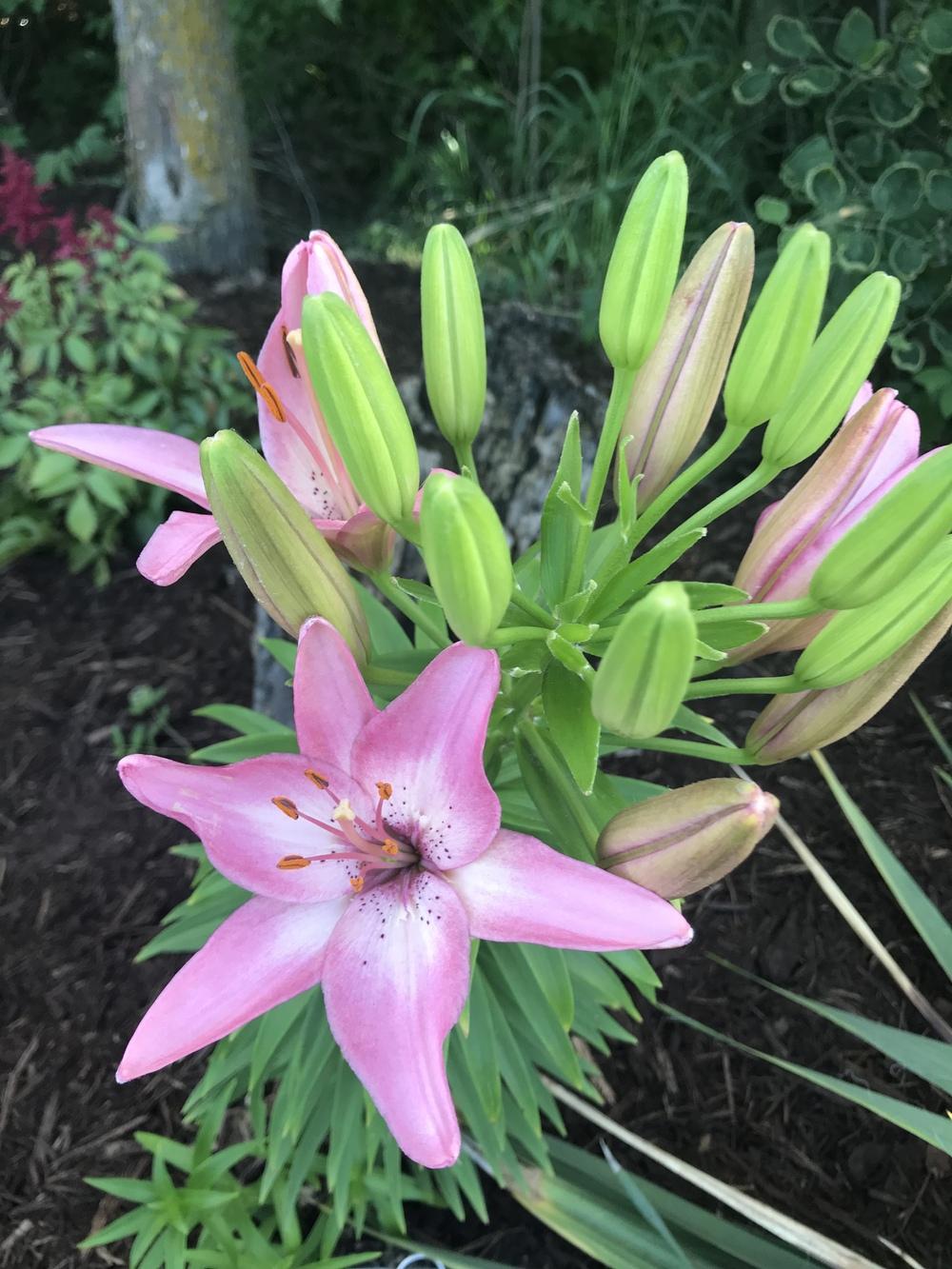 Photo of Lily (Lilium 'Rosella's Dream') uploaded by Legalily
