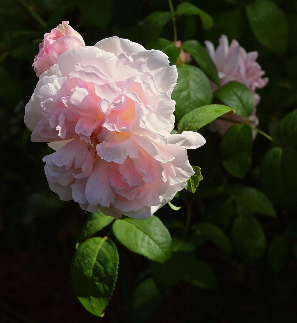 Photo of Rose (Rosa 'Eglantyne') uploaded by Mossy44