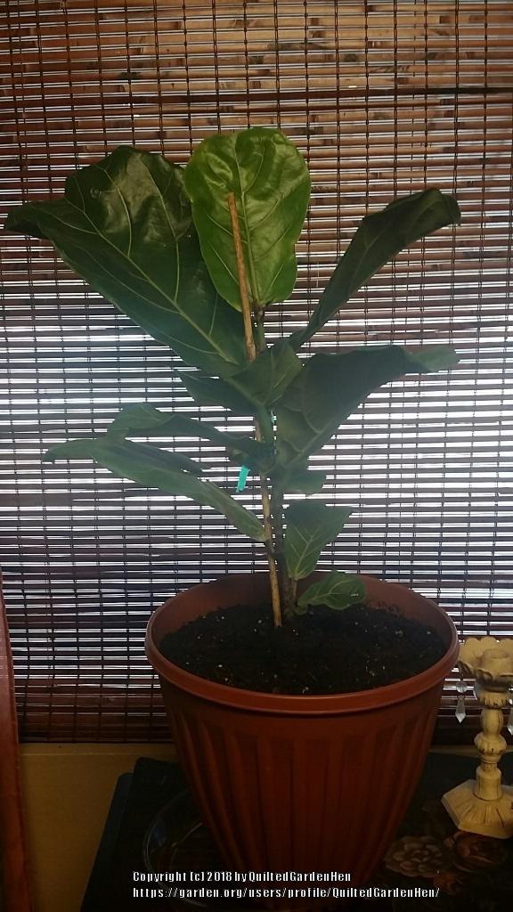 Photo of Fiddle Leaf Fig (Ficus lyrata) uploaded by QuiltedGardenHen