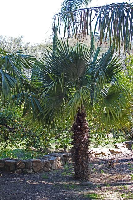 Photo of Palm (Trithrinax brasiliensis var. acanthocoma) uploaded by RuuddeBlock