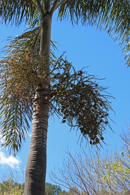 Photo of Foxtail Palm (Wodyetia bifurcata) uploaded by RuuddeBlock