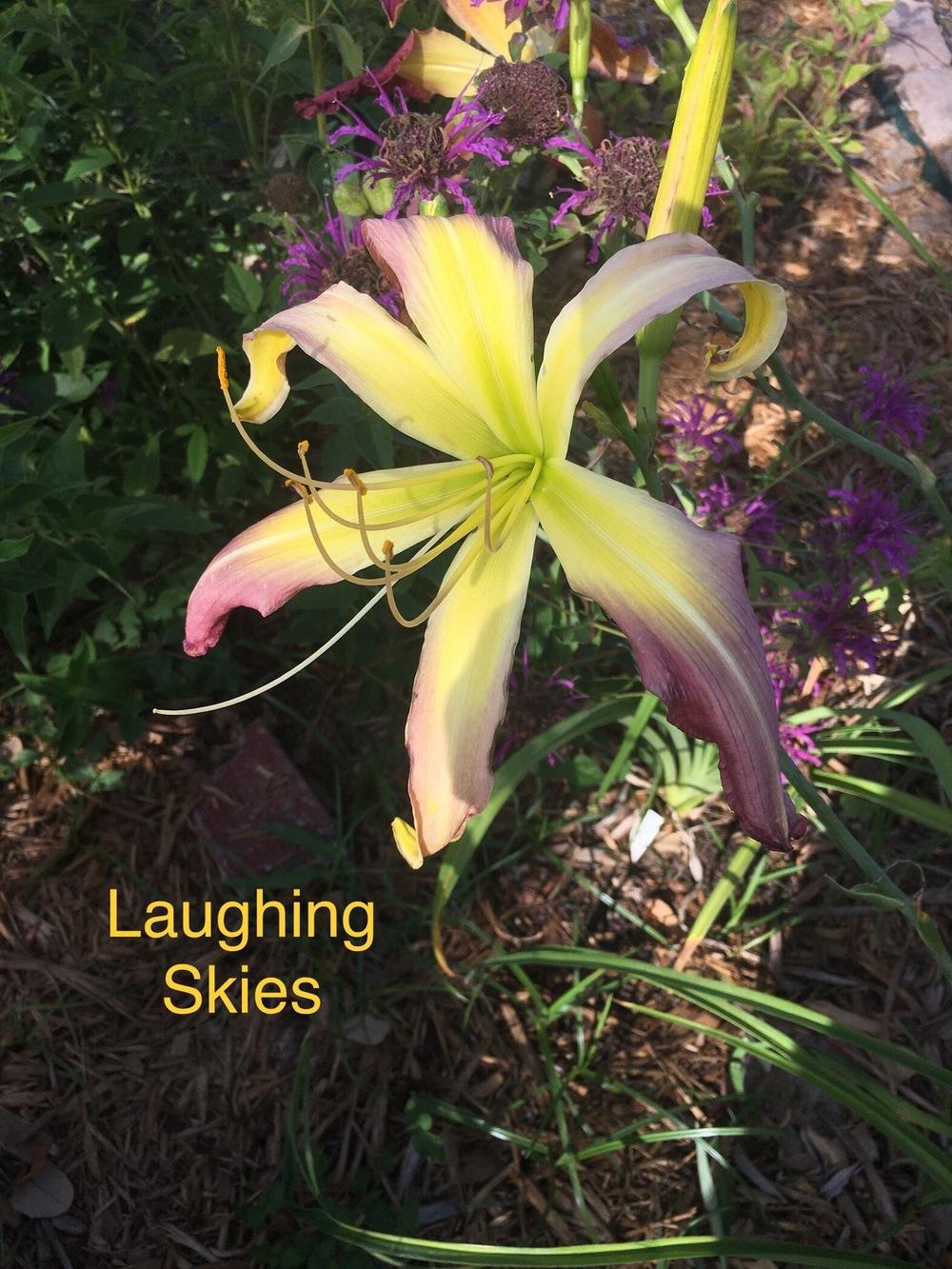 Photo of Daylily (Hemerocallis 'Laughing Skies') uploaded by SouthTexasGardener