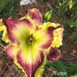 Location: Victoria, Texas
Date: 2018-06-03
First year for this daylily in my garden.