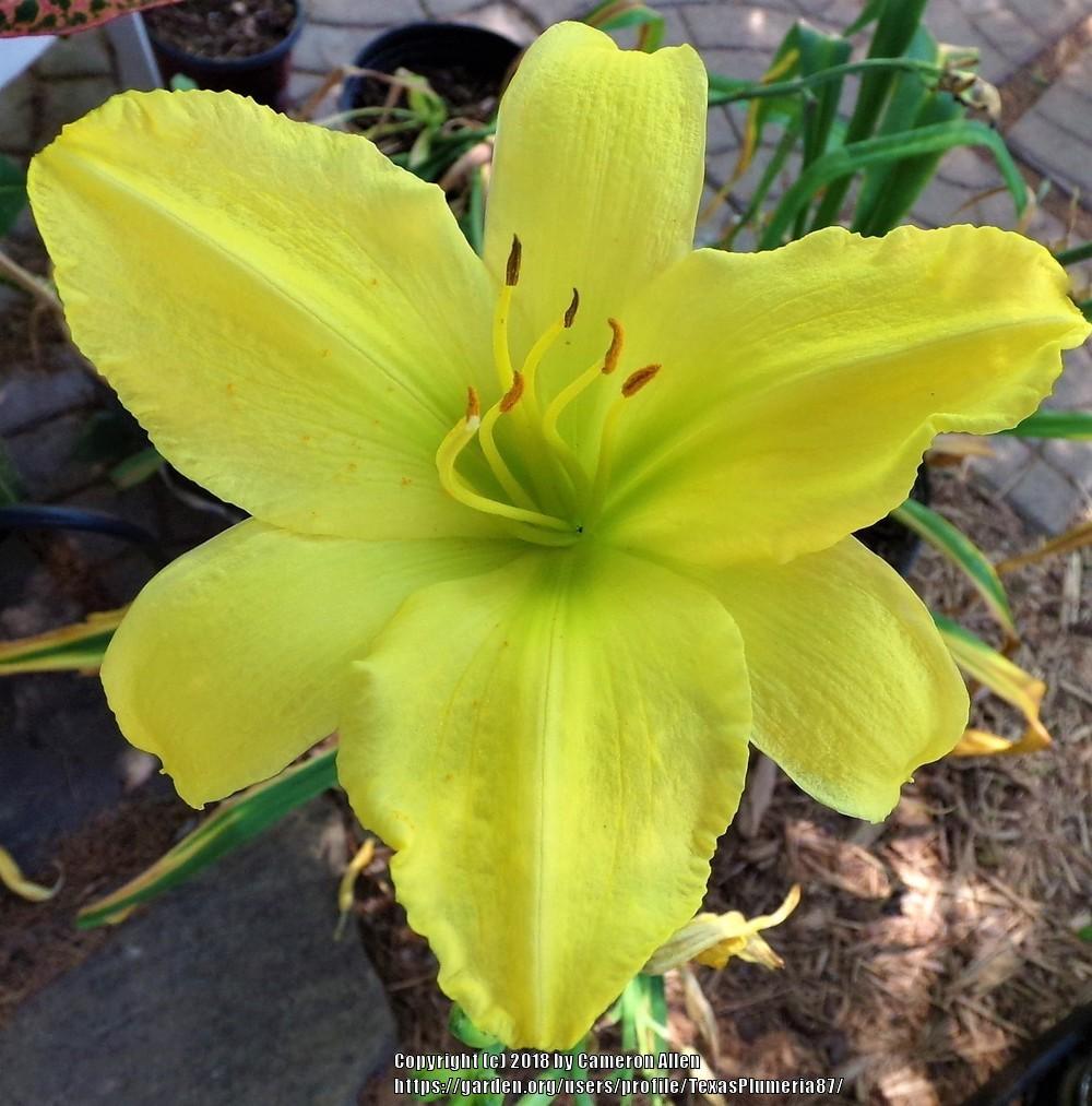 Photo of Daylily (Hemerocallis 'Buttered Popcorn') uploaded by TexasPlumeria87