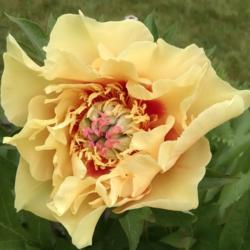 Location: Athol, MA
Date: 2018-06-11
Not fully open, beautiful first flower from Hollingsworth Peonies