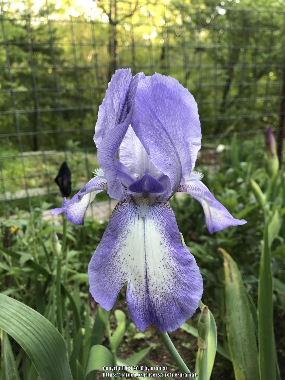 Photo of Tall Bearded Iris (Iris 'Blue Shimmer') uploaded by urania1