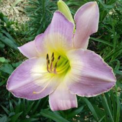 Location: My Caffeinated Garden, Grapevine, TX
Date: June 2018
A reliable daylily that blooms different shades of lavender!
