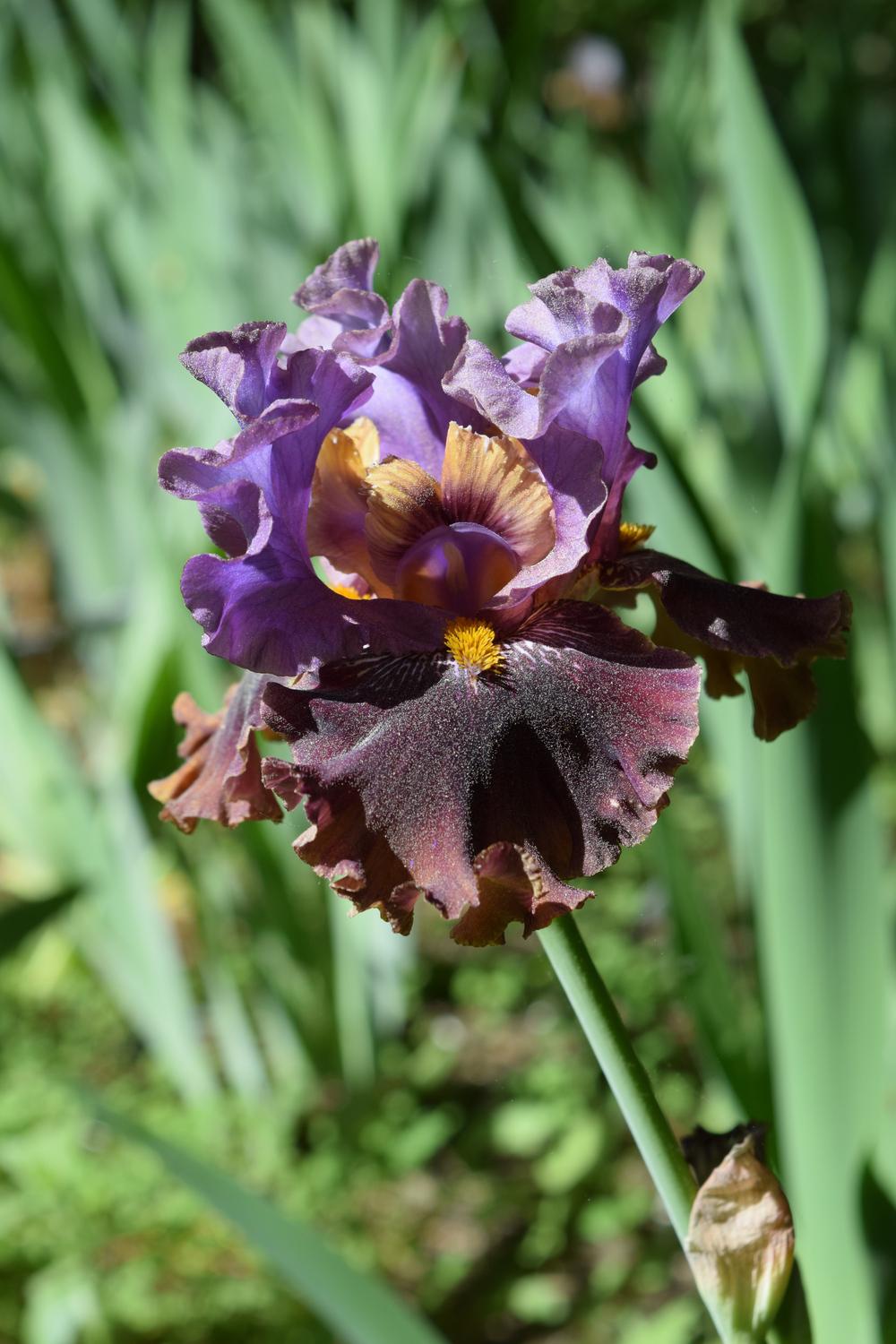 Photo of Tall Bearded Iris (Iris 'Rum is the Reason') uploaded by Dachsylady86